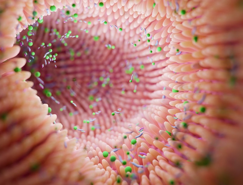 bélflóra mikrobiom egészség antibiotikum immunrendszer