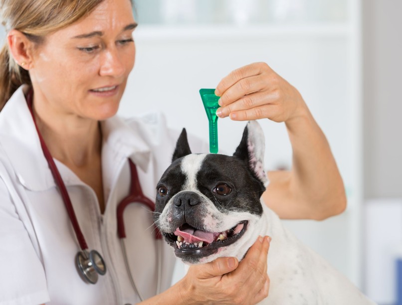 kutya macska bőrférgesség szúnyog