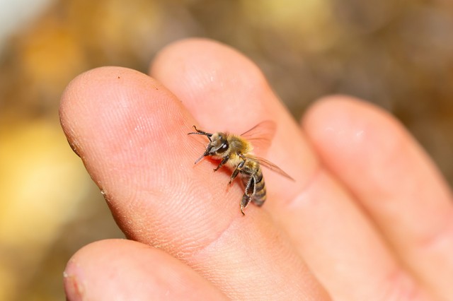 Méhméreg: veszélyes tévhitek terjednek – valóban sok mindenre jó, de nem mindenre