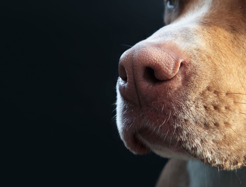 kutya szimat szagol Parkinson-kór kutatás