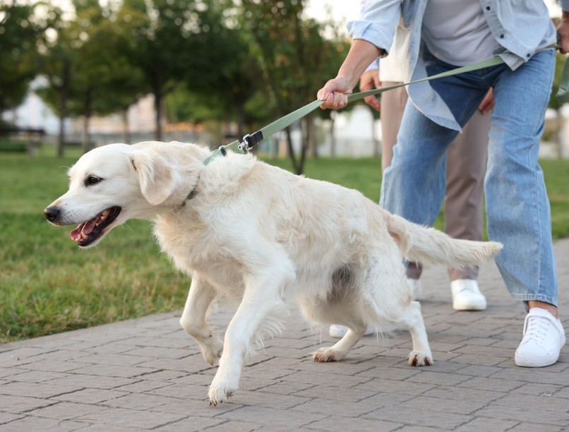 kutya húz póráz leszoktatás
