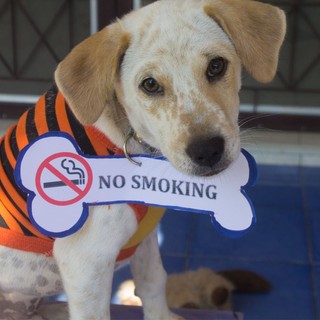 Boldogabb és egészségesebb lesz még a háziállata is, ha leteszi a cigit című cikk nyitóképe