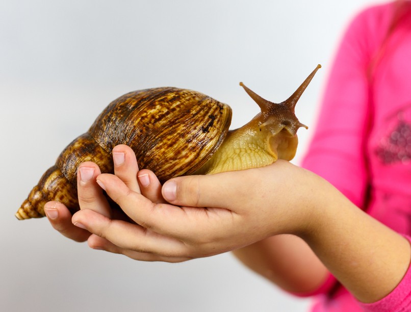 achátcsiga, afrikai óriáscsiga, fertőzés, agyhártyagyulladás