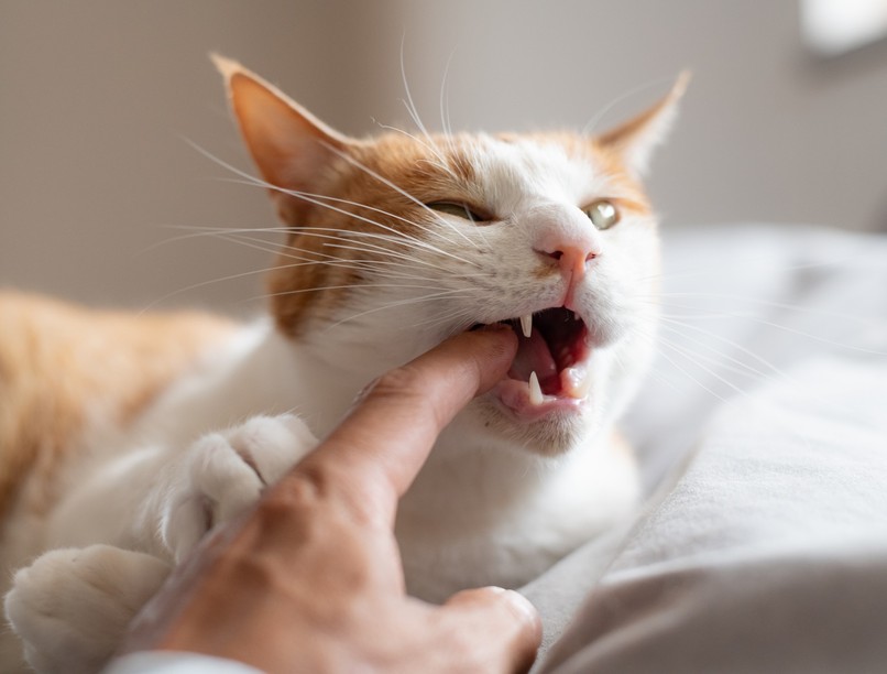 orvos válaszol, denevér, macska