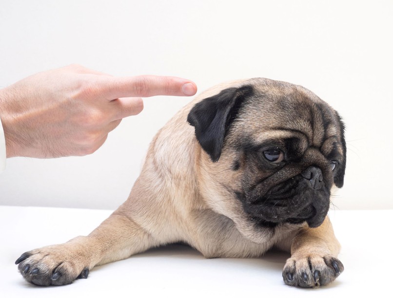 hogyan élhető túl egy kutyatámadás