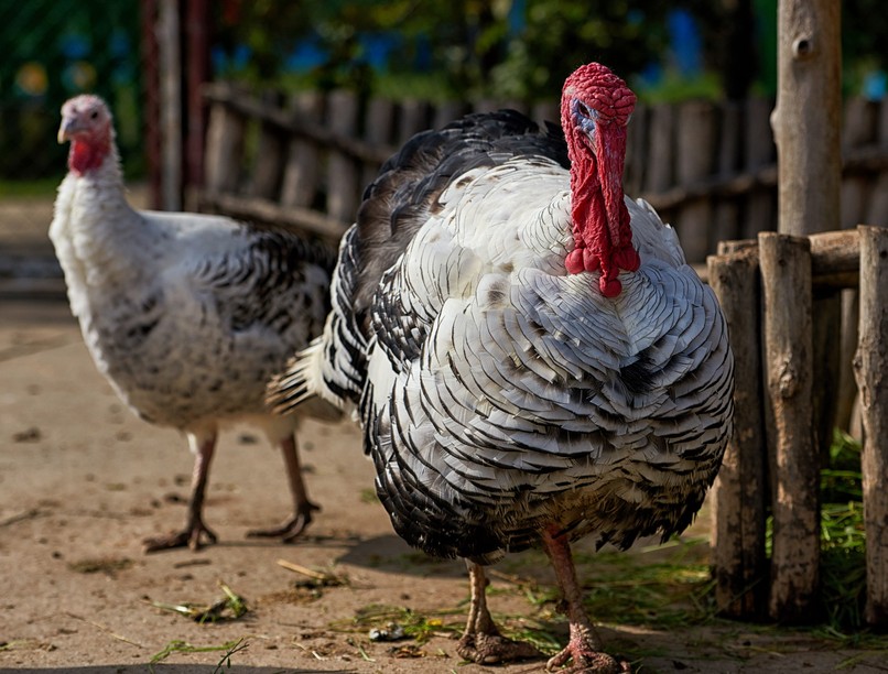 hírek, madárinfluenza, békés vármegye