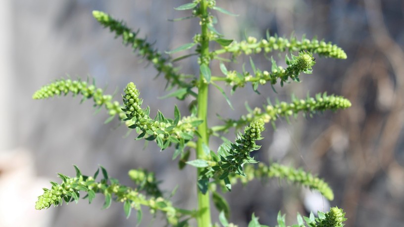 allergia parlagfű tünet