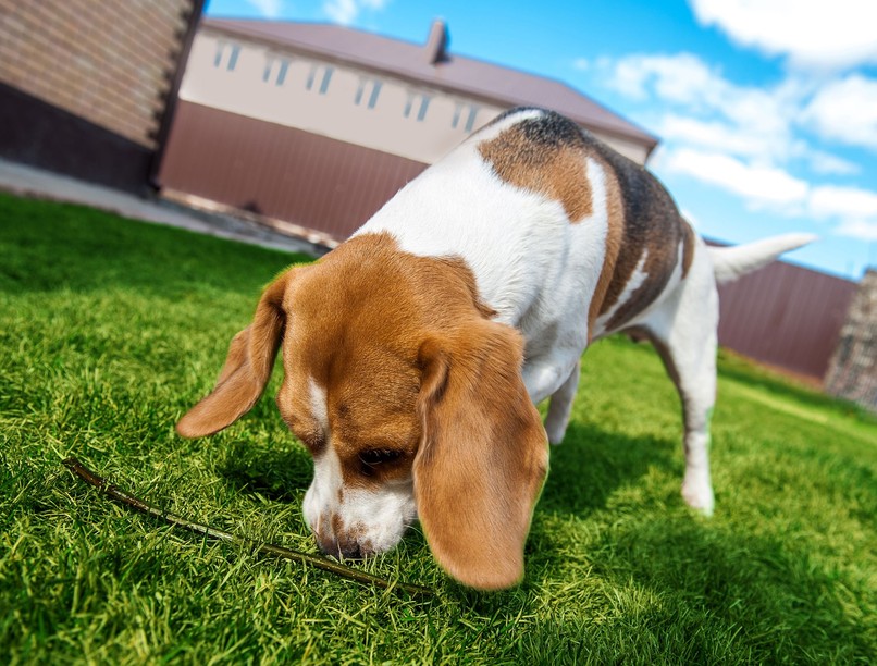 miért eszik székletet kutya kaki
