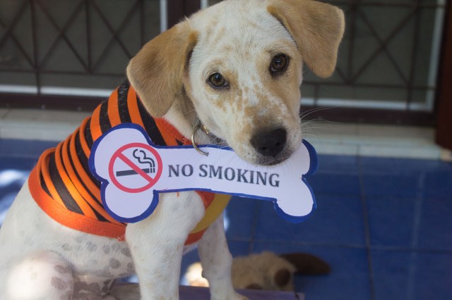 Boldogabb és egészségesebb lesz még a háziállata is, ha leteszi a cigit