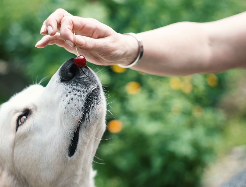 cseresznyét lehet adni kutyának