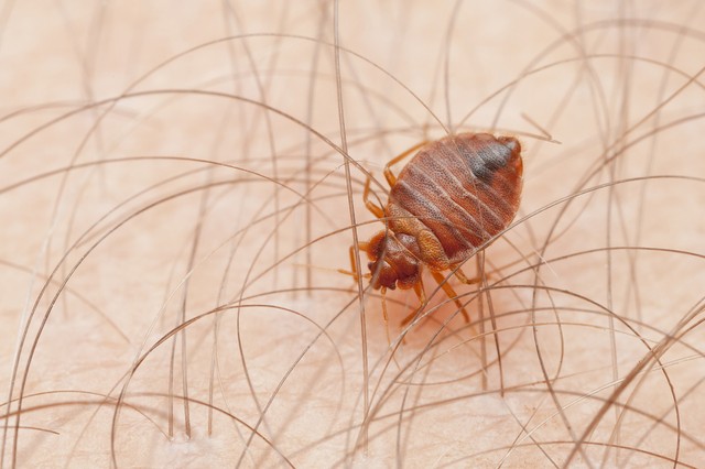 Ágyi poloskák csípték meg a csecsemőt a Heim Pál Gyermekkórházban