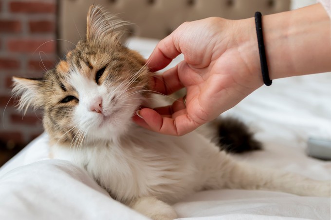 Így mutatja ki a macskánk, ha igazán jól érzi magát a társaságunkban című cikk nyitóképe