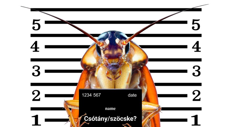 Újabb őscsótányfajt azonosítottak a kutatók