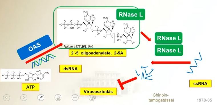 Az első lépésben az Oligoadenylate enzim volt a kulcs