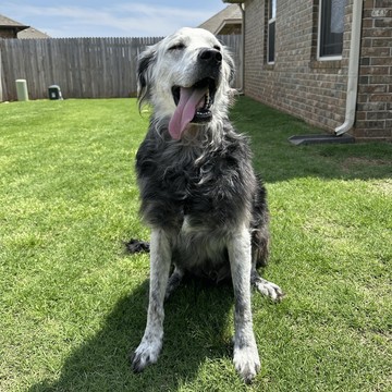 Nem világos, hogy mi okozza pontosan vitiligo-t,  de valami megzavarja a szervezet melanintermelő sejtjeinek működését, amely a bőr és a szőr színét adja. A kép 2023. májusában készült.