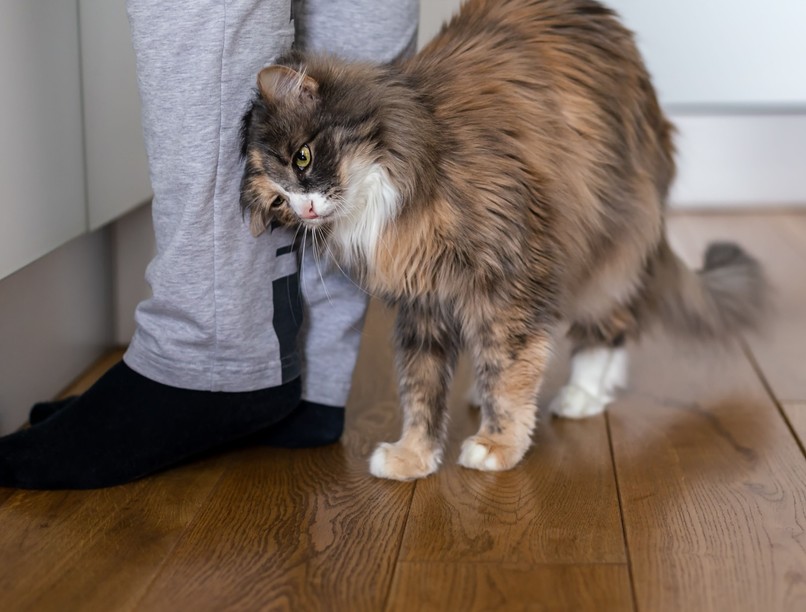 macska viselkedése cica társállat kisállatok egészsége kutatás