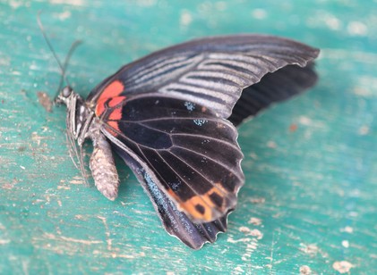 Víz és döglött pillangó maradványából kutyult keveréket fecskendezett be magának egy 14 éves fiú - egy héten belül meghalt című cikk nyitóképe