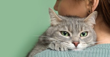  Vajon el lehet kapni galandférgeket a macskánktól? 