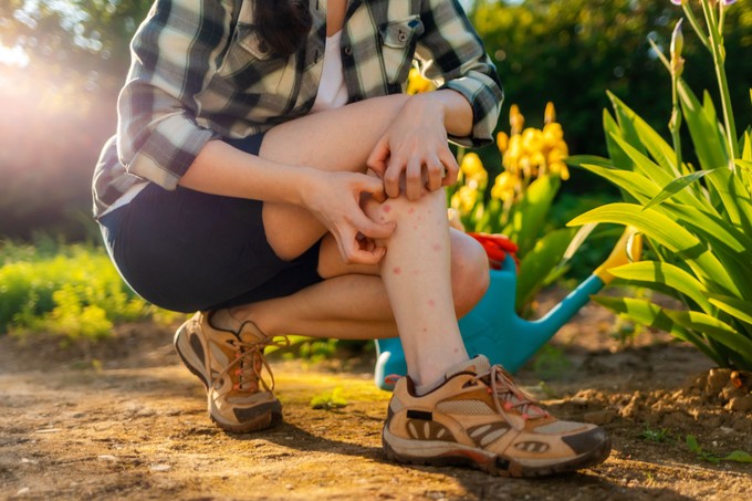 Szúnyogok ellen: a kémiai irtószer olyan, mint a cigaretta! Ezt tegyük a vérszívók ellen otthon című cikk nyitóképe