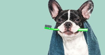 Kell-e mosni a kutya fogait? Így csinálja helyesen