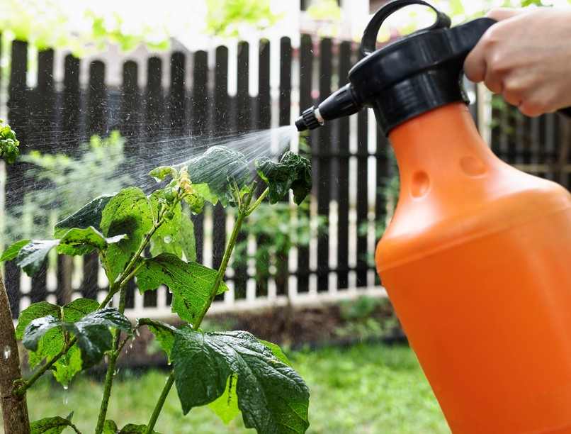 allergia okozó gomba allergén