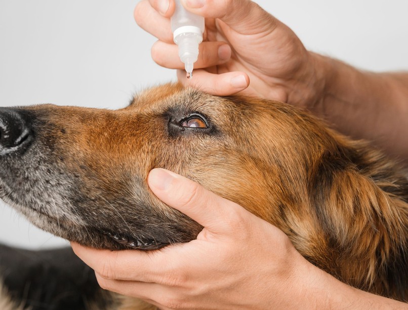 beteg kutya ápolás szemcsepp injekció hogyan
