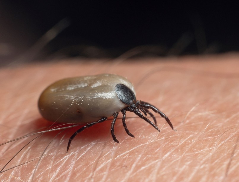 kullancs elpusztul hideg fagy tél