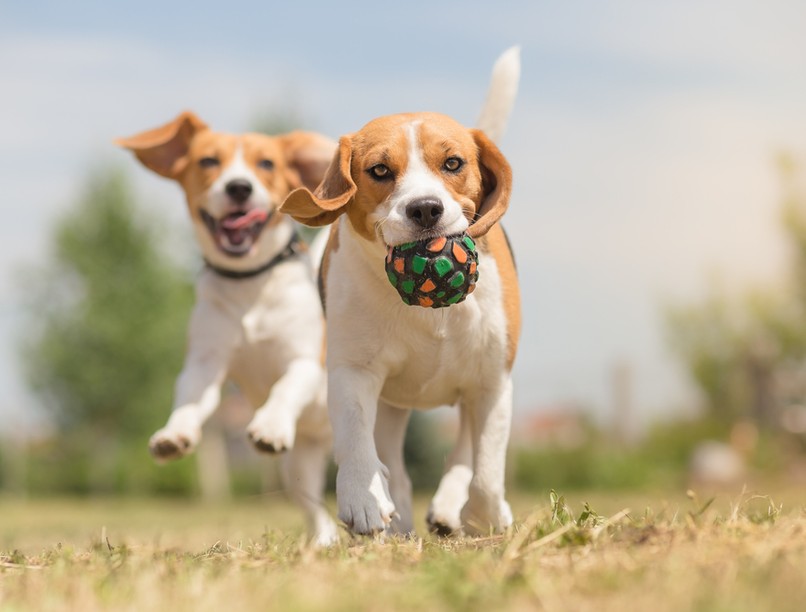 kutya, kutyafuttató, csalétek, figyelemfelhívás