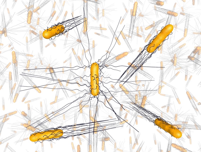 tífusz, gyógyszerrezisztencia, Salmonella enterica, antibiotikumos kezelés