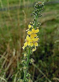 Gyógynövények - apróbojtorján, párlófű