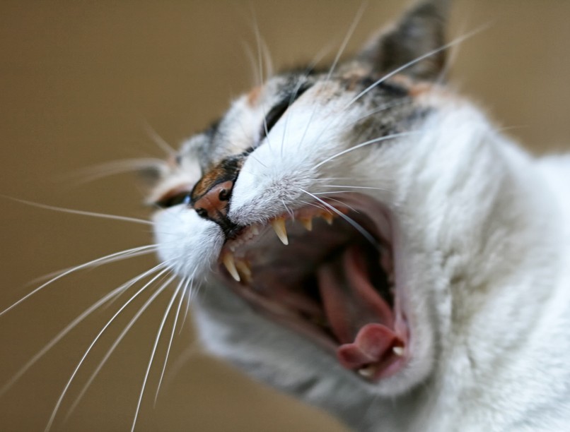 veszett kóbor macska kutya veszettség tünete