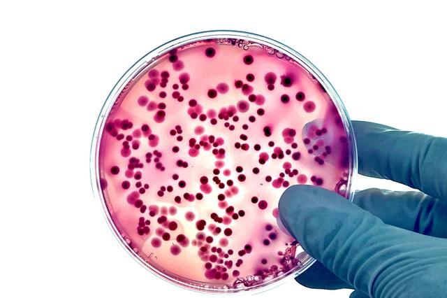 Antibiotikumokkal és vírusokkal a szuperbaktériumok ellen