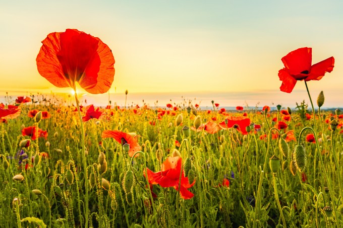 A pipacs szirma mérgező a gyerekeknek? Az orvos válaszol című cikk nyitóképe