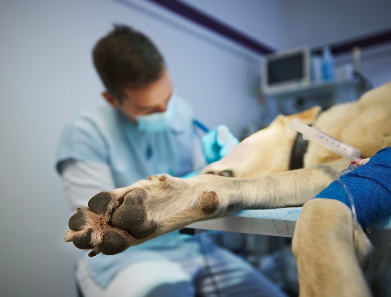 állatorvos műtét sebészet kisállat ivartalanítás daganat