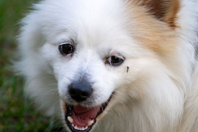 A kutyánk élete múlhat rajta! Így védekezzünk a szívférgesség ellen