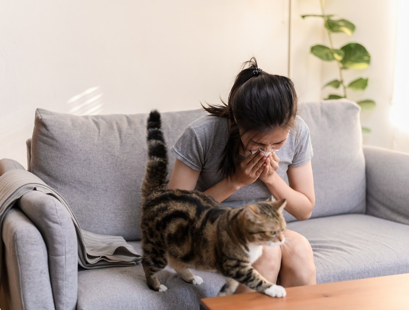 allergia, macska szőr tüsszögés