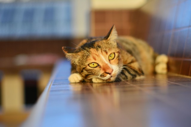 Meddig maradhatnak egyedül otthon a macskák? A kutatók szerint kevesebbet, mint gondolná