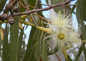 Gyógynövények - az eukaliptusz