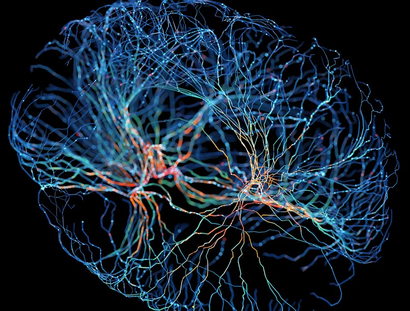 agy, agykamra, kutatás, mta