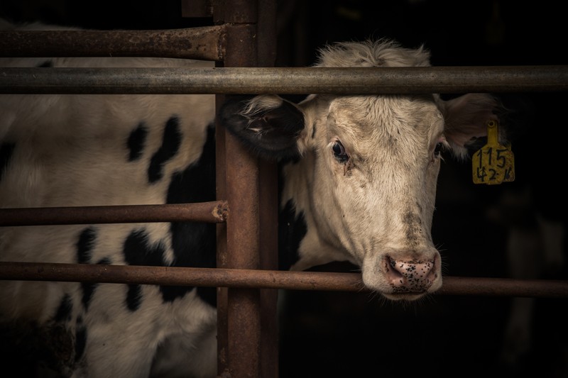 A mosolygó tehén a tejes dobozon, valójában egy raktár betonplaccán élő állat