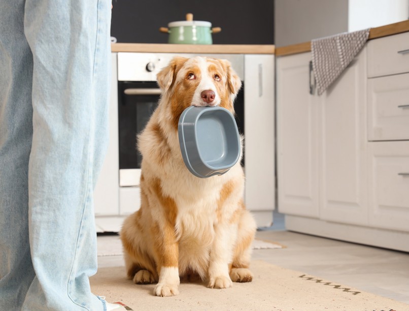 mit ehet a kutya táblázat