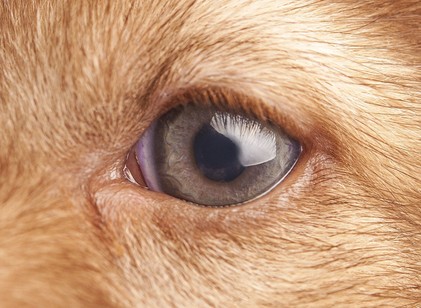 Meddig emlékezik ránk a kutyánk? Szívmelengető a tudósok válasza: sem a demencia, sem a halál nem fog ki a kötődésükön! című cikk nyitóképe