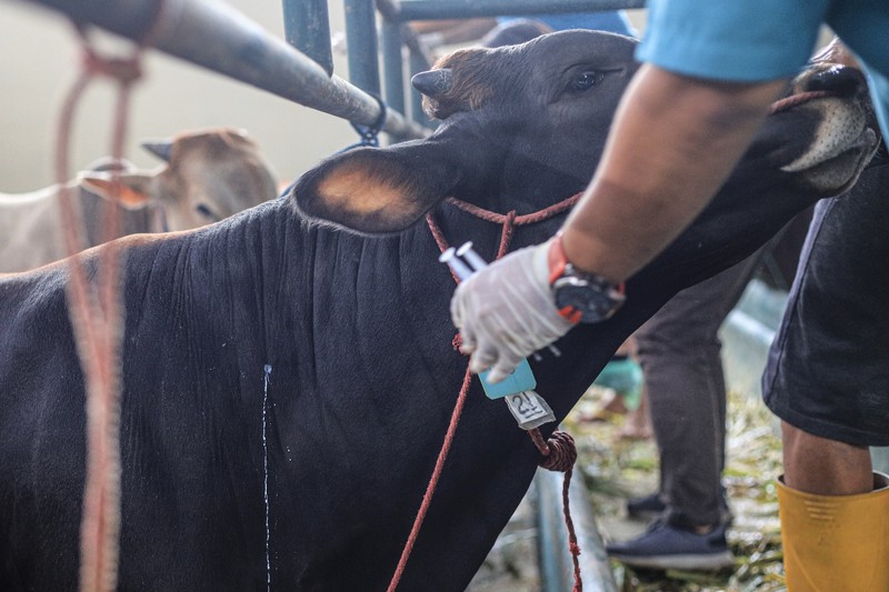 Veszélyes lehet-e az emberre a ragadós száj- és körömfájás?