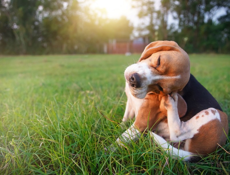 Miért vakarózik a kutya