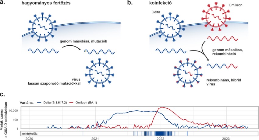 Az egyidőben terjedő Covid19 variánsok kockázatai