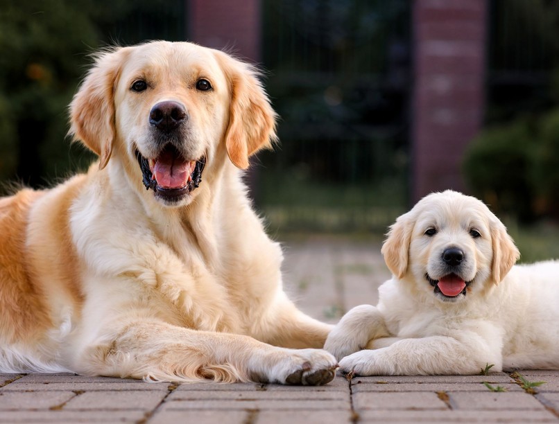 változik kutya személyisége öregszik