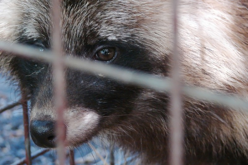 Koronavírus: mégsem volt köze a denevérhez és a vuhani laborhoz?