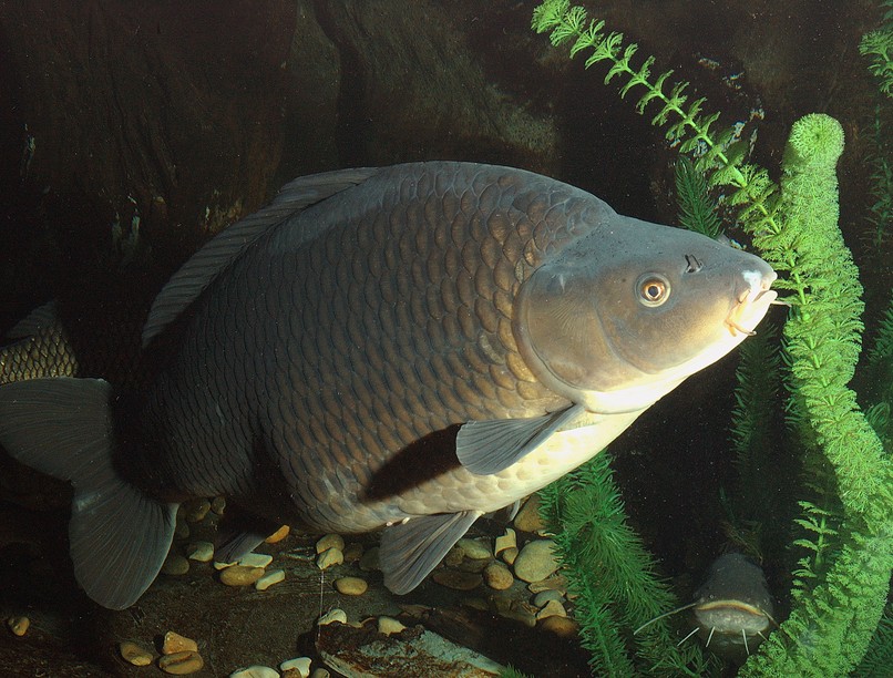 Nébih Sajó hal arzén hírek