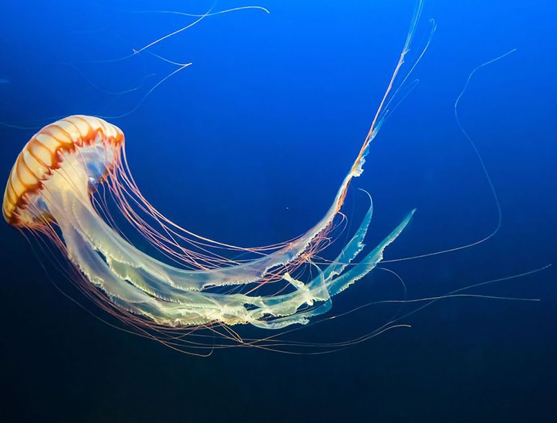 medúza, memória, tanulás, kísérlet