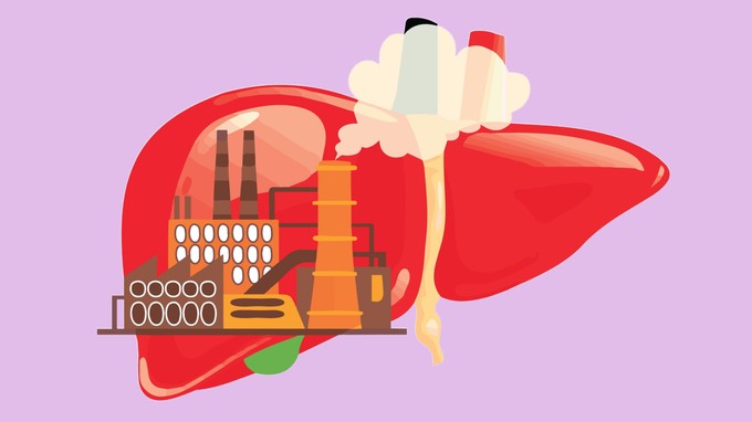 Hogyan regenerálódik a máj, és szüksége van-e egyáltalán a segítségünkre? című cikk nyitóképe